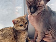 -共舞时光猫咖·狗咖(新街口店)