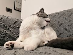 -安安宠医宠物医院·异宠·犬猫内科(岳阳分院)