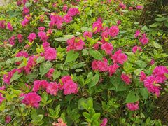 -木兰云雾山