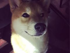 -百好乐宠物友好餐厅(朝外大街店)