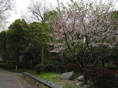 -武汉大学-樱园