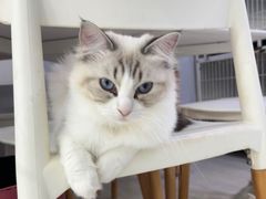 -喵的天空名猫咖啡馆·撸猫·猫舍·用品