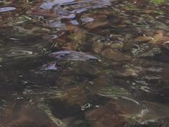 -福清灵石山国家森林公园