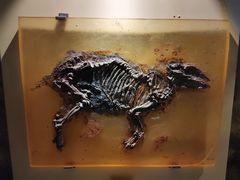 -辽宁古生物博物馆