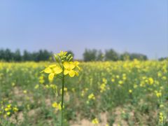 -汉长安城未央宫国家考古遗址公园