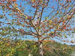 -攀枝花公园