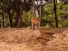 -秦皇岛野生动物园