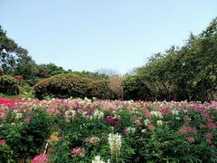 -松山湖梦幻百花洲
