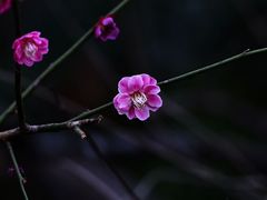 -杭州植物园