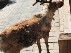 -北京鹿世界主题园