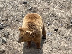 -新疆天山野生动物园