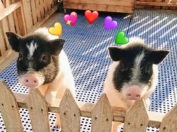 -萌宠亲子动物乐园(槐房万达店)