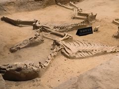 -洛阳周王城天子驾六博物馆