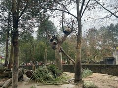 -都江堰中华大熊猫苑