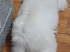 -宠福鑫康馨动物医院·骨科·眼科