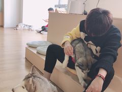 -Husky Go! 哈士奇体验馆·宠物咖啡厅狗咖