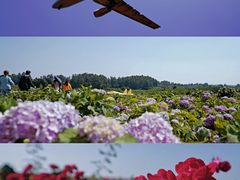 -空港花田景区