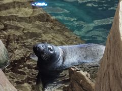 -西安曲江海洋极地公园