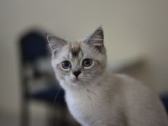 -鼓捣猫呢主题猫咖店