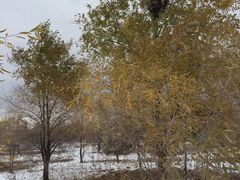 -亿利库布其七星湖沙漠生态旅游区