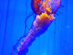 -上海海洋水族馆