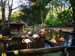 -清迈夜间动物园