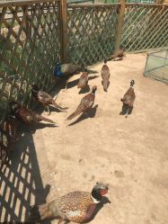 -萌宠亲子动物乐园(槐房万达店)