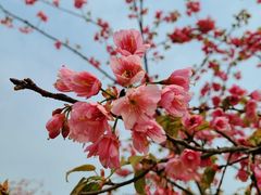 -绵阳盛世樱花悠乐谷