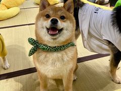 -逗柴咖啡屋·狗咖猫咖宠物桌游
