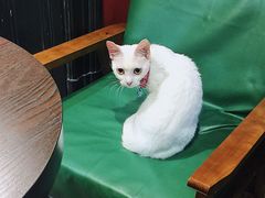 -猫色咖啡·猫咖