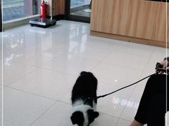 -瑞鹏宠物医院·夜间急症·心超·猫科(祖庙分店)