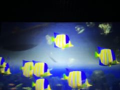 -太平洋海底世界