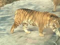 -西安秦岭野生动物园