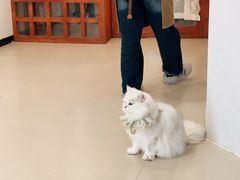 -共舞时光猫咖·狗咖(新街口店)