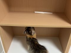 -谐和益家动物医院·免疫绝育·血液透析·宠保定点医院(高新伊藤分院)