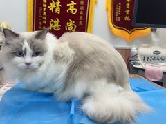 -瑞鹏宠物医院·内科·中兽医·骨科(苗圃店)