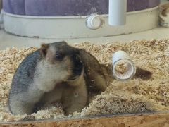 -怪兽屋·羊驼·猫咖·狗咖(俊华广场店)