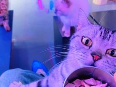 -极木²邸 人与宠物·互动社区