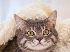 -好利来(高新枫叶广场店)