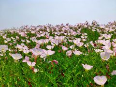 -同里国家湿地公园