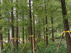 -重庆彩云湖湿地公园