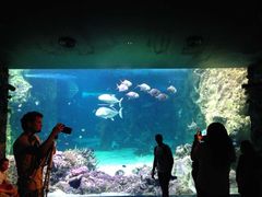 -悉尼海洋生物水族馆