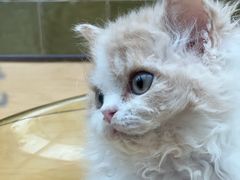 -帕帕拉兹宠物(亚洲旗舰店)