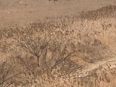 -盐城丹顶鹤湿地生态旅游区