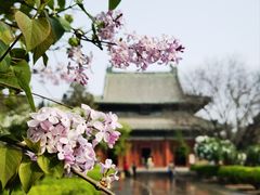-隆兴寺