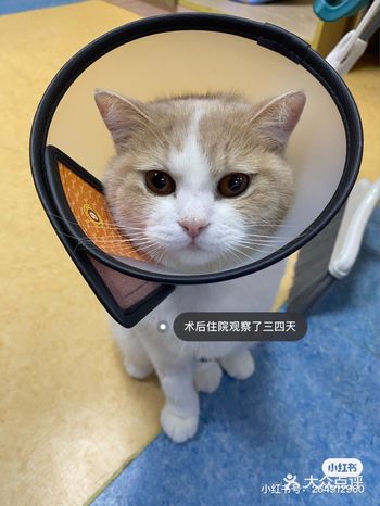 公猫膀胱结石治愈经历！