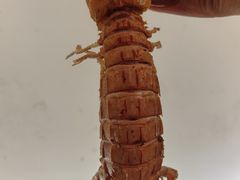 -金海湾海鲜排档(朱家尖店)