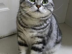 -欣宠猫屋·矮脚拿破仑·蓝金金渐层
