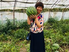 -庞各庄西瓜蔬菜采摘园·锦华瓜园