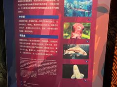 -上海海洋水族馆